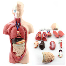 TUNK анатомии 12022 пластик 15 частей , 26см медицинский человеческого тела мини-моделей анатомии туловища 